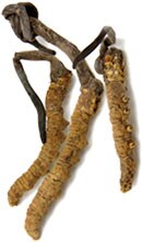Cordyceps Mushroom Cordyceps Mushroom