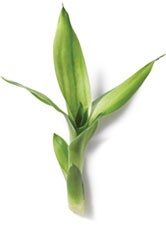 Bamboo Grass Bamboo Grass